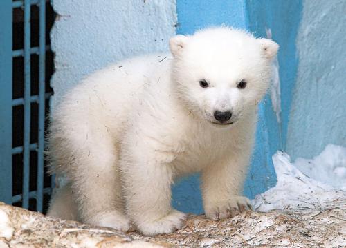 Новосибирский белый медвежонок вышел на прогулку