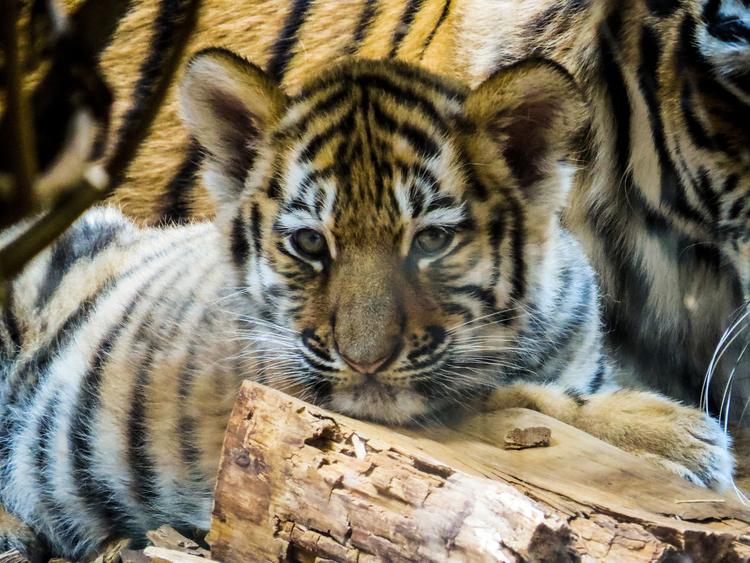 Дело об убийстве тигренка в Хабаровском крае дошло до суда