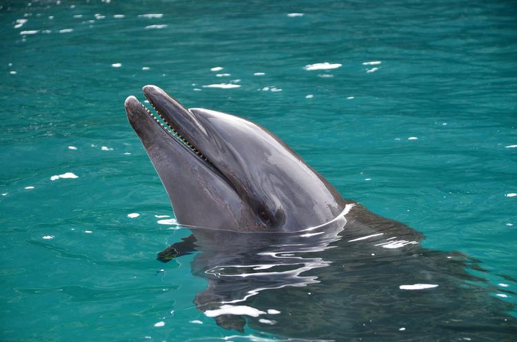 Минобороны России понадобились пять дельфинов за 1,75 млн рублей