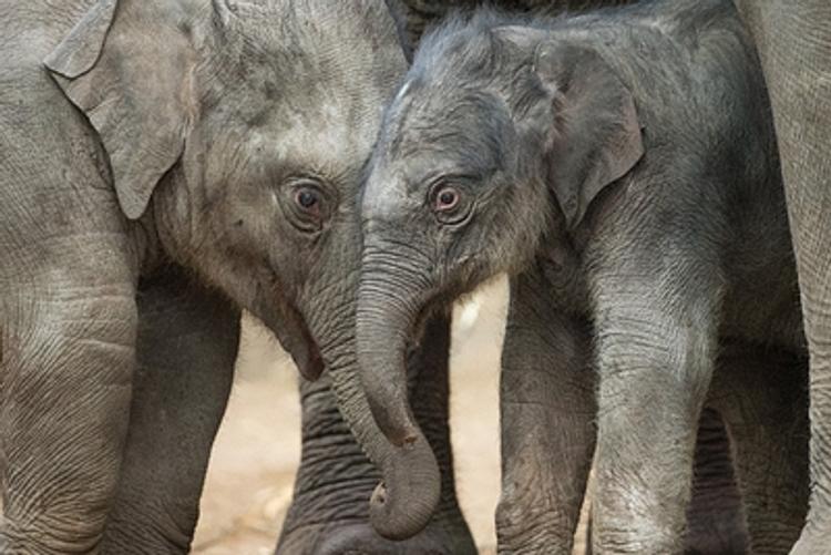 В Московском зоопарке откроется музей слонов