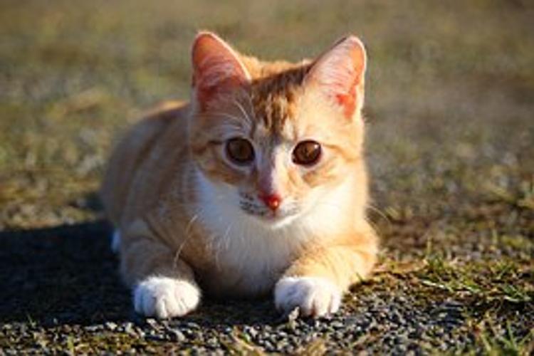 Видео "обнимашек" рыжих кота и щенка популярно в сети  (ВИДЕО)