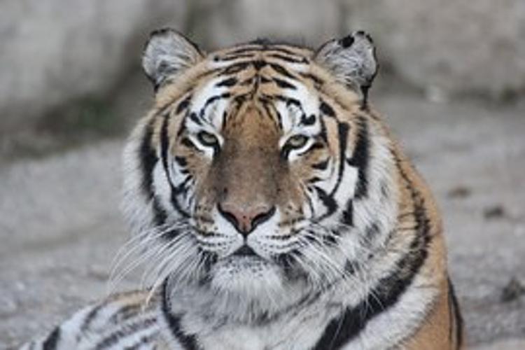 В Барнауле в зоопарке "Лесная сказка" тигр напал на ребенка