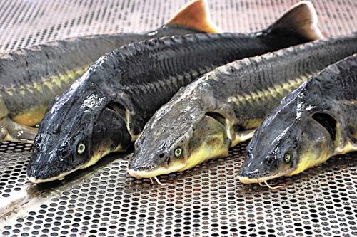 Штраф за браконьерскую рыбалку увеличат до миллиона рублей