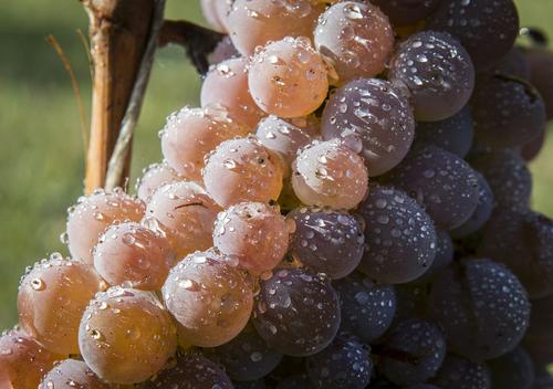 «Массандра» посадит 150 га виноградников