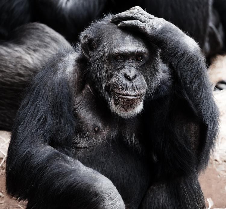 Изучение шимпанзе позволит понять этапы эволюции