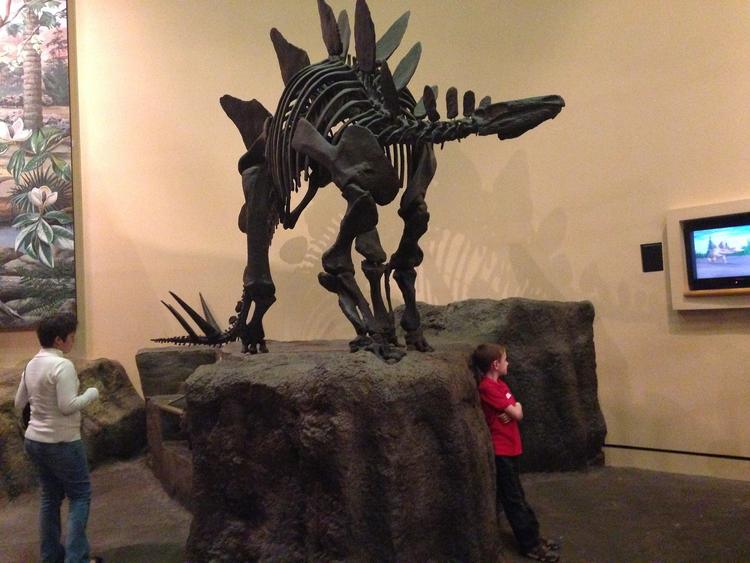 Музей с редкими скелетами динозавров сгорел в Дели