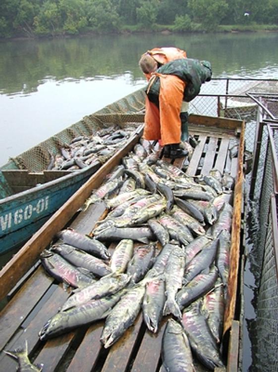 Более 150 тыс. тонн рыбы планируется добыть на Камчатке