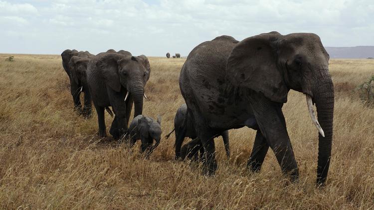 В Шри-Ланке четырех слонов убило ударом молнии