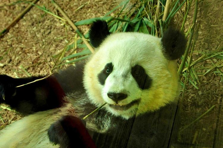 Первая в 2016 году большая панда появилась на свет в Китае