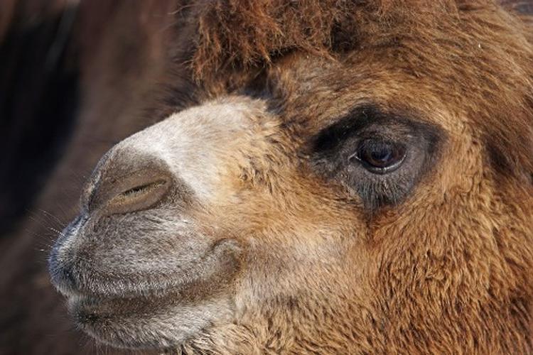 Калининградский зоопарк пополнился двумя верблюдами