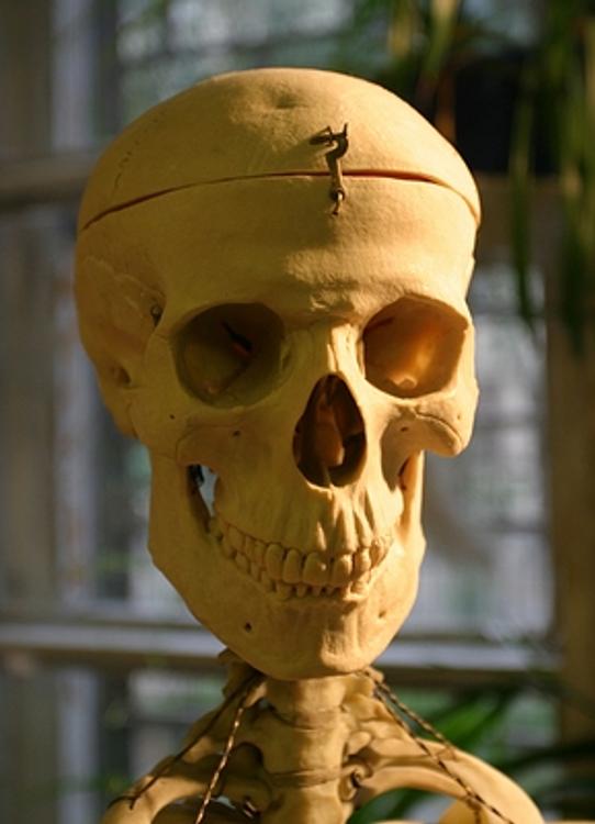 Иркутские учёные провели реконструкцию лица древнего человека