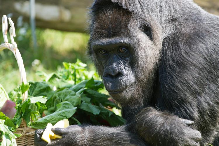 В зоопарке Огайо застрелили гориллу, напавшую на ребенка