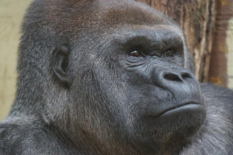 За убийство гориллы в зоопарке США требуют наказать родителей ребенка