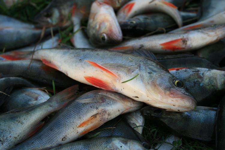 Из экспериментального пруда РАН в Новосибирске украли всю рыбу