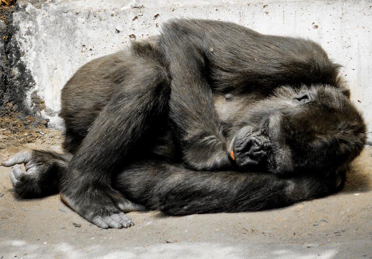 Директор зоопарка в США прокомментировал убийство гориллы из-за ребенка