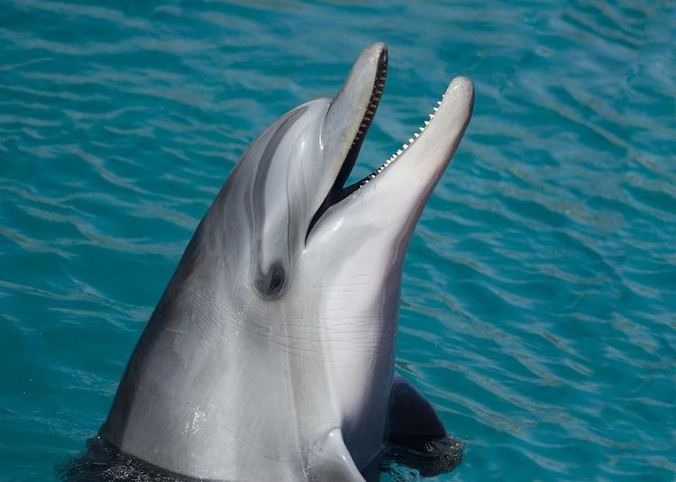 Дельфины приспособились к строительству Крымского моста