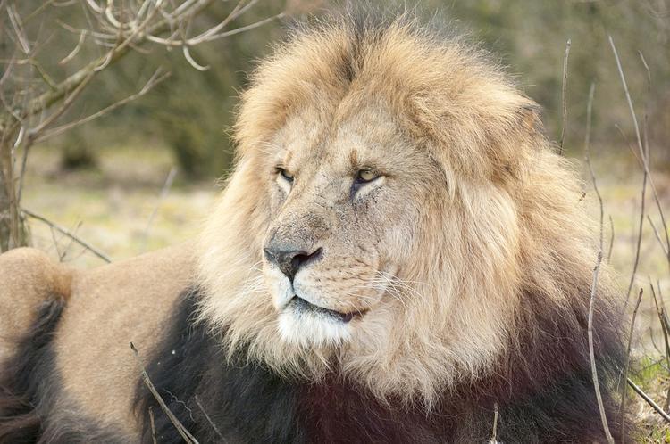 В индийском зоопарке мужчина прыгнул в вольер ко львам и остался жив (ВИДЕО)
