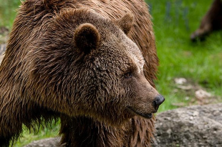 Спасатели из Сибири советуют не делать селфи с медведем