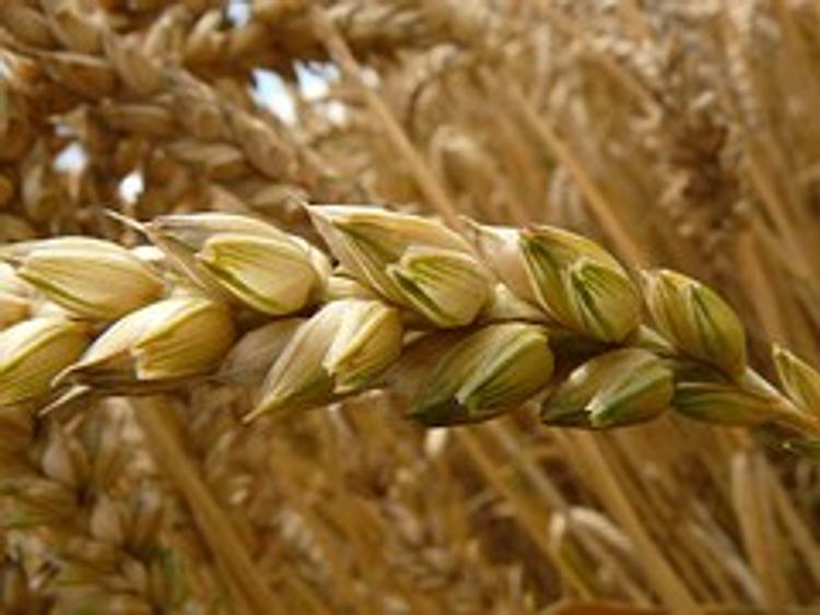 Россия признана мировым лидером по экспорту пшеницы