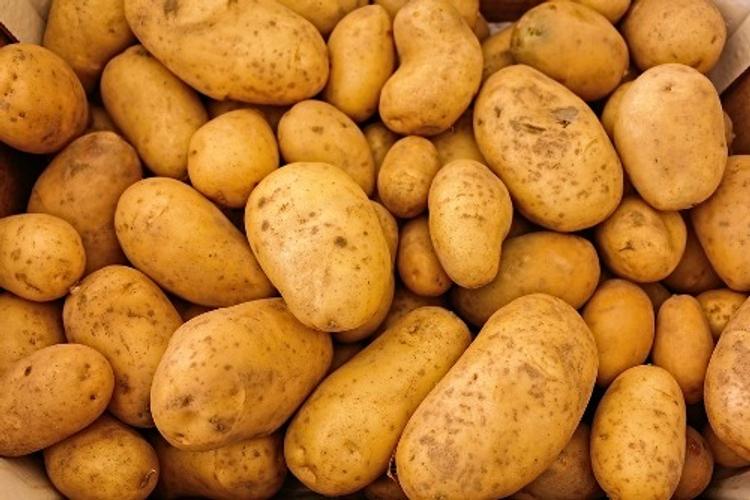 Более 20 тонн зараженного картофеля из Македонии не пустили в Калининград