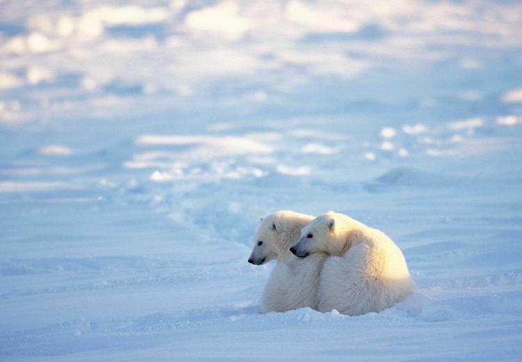 В Арктике нашли неожиданного виновника глобального потепления