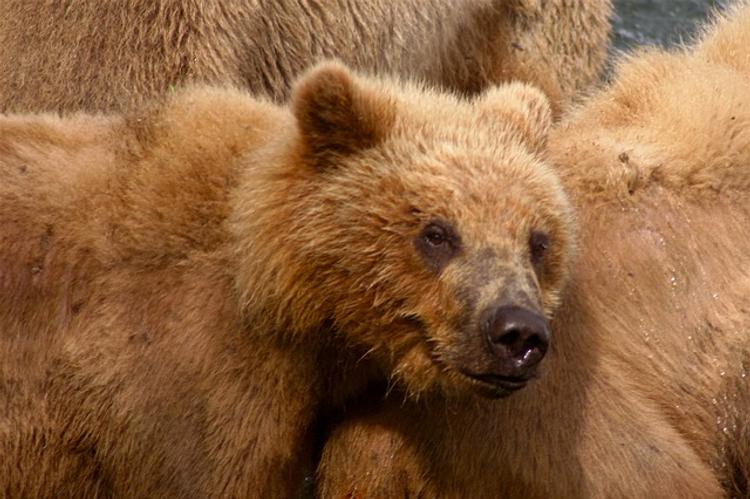Медвежонок сбежал из зоопарка в штате Огайо