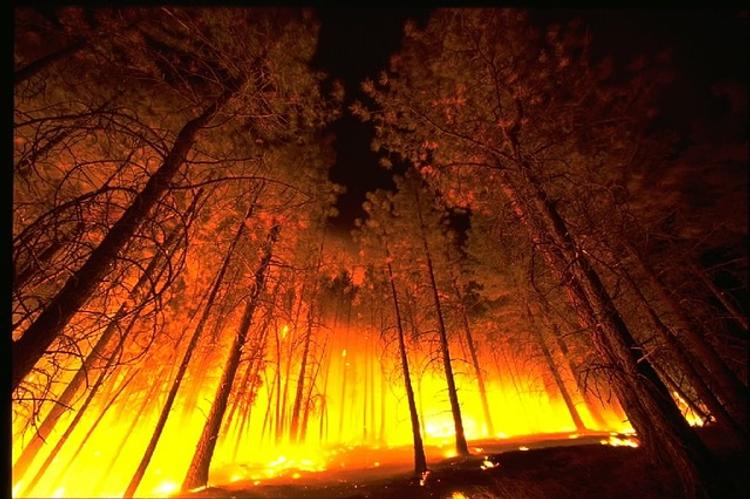 За минувшие выходные в России резко увеличилась площадь лесных пожаров
