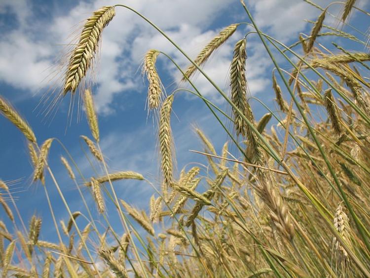 В этом году урожай зерна во Франции упадет на 10%