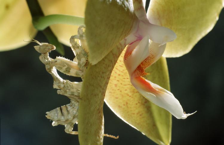 Ученые нашли орхидеи, цветы которых похожи на голову дьявола