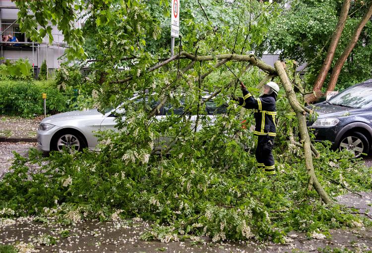 На западе Москвы упавшее дерево разбило три автомобиля