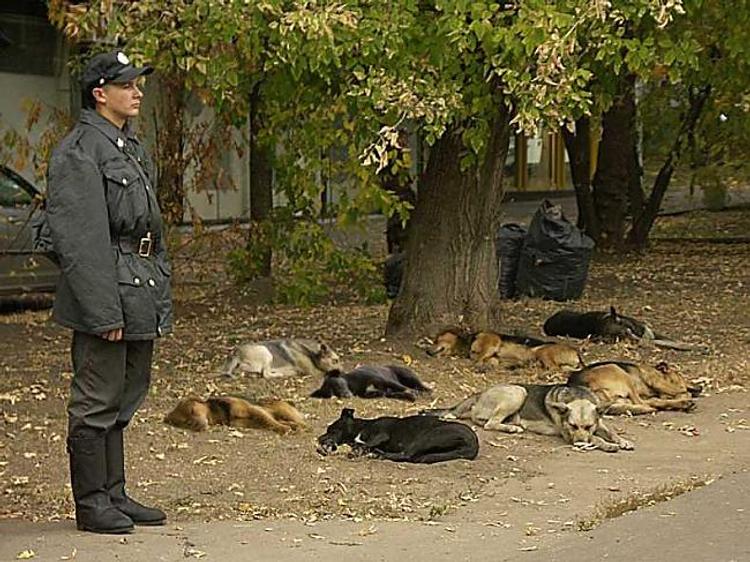 МЕТОД ЛЕЙТЕНАНТА СИСЬКО