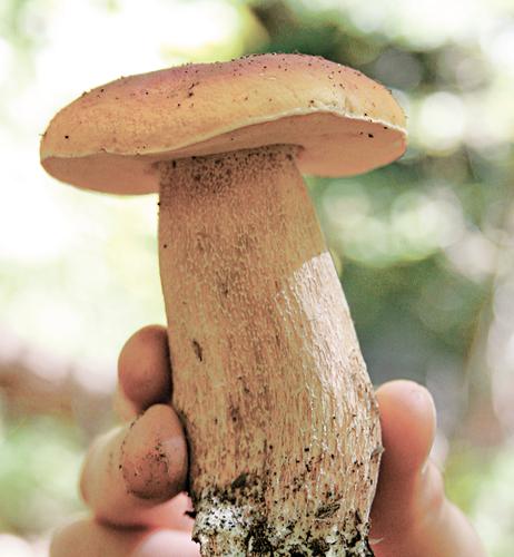 Сезон «тихой» охоты