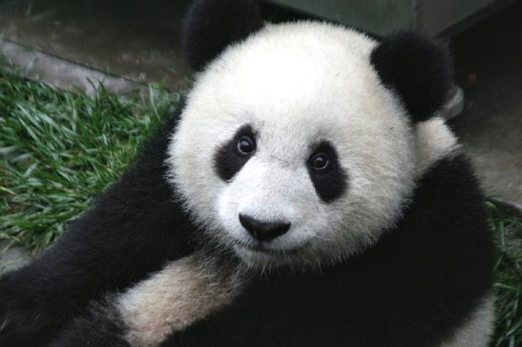 Ролик, на котором панда ест мороженое, взорвал интернет (ВИДЕО)