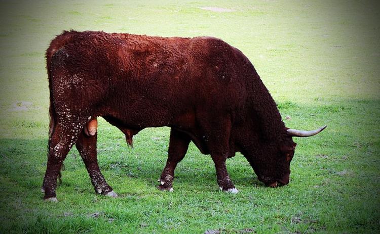 В Ленинградской области фермера убил бык
