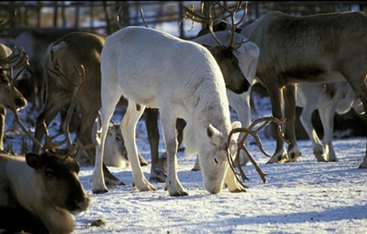 Более 2,3 тысячи оленей погибли на Ямале от сибирской язвы