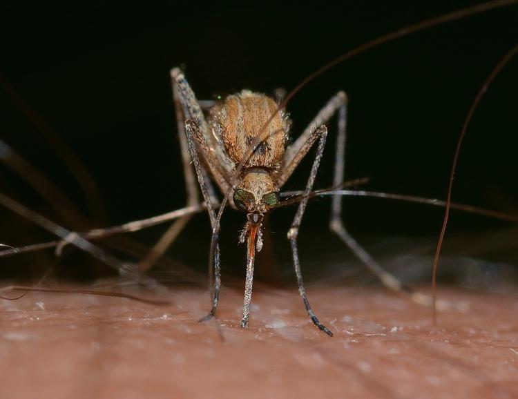 В США создали генно-модифицированных комаров для борьбы с вирусом Зика