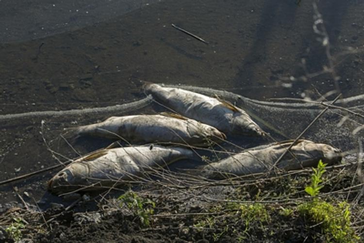 Рыба массово гибнет в реках Смоленской области