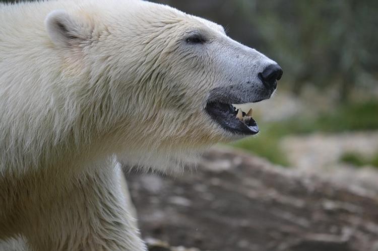 На Шпицбергене российский ученый убил самку белого медведя