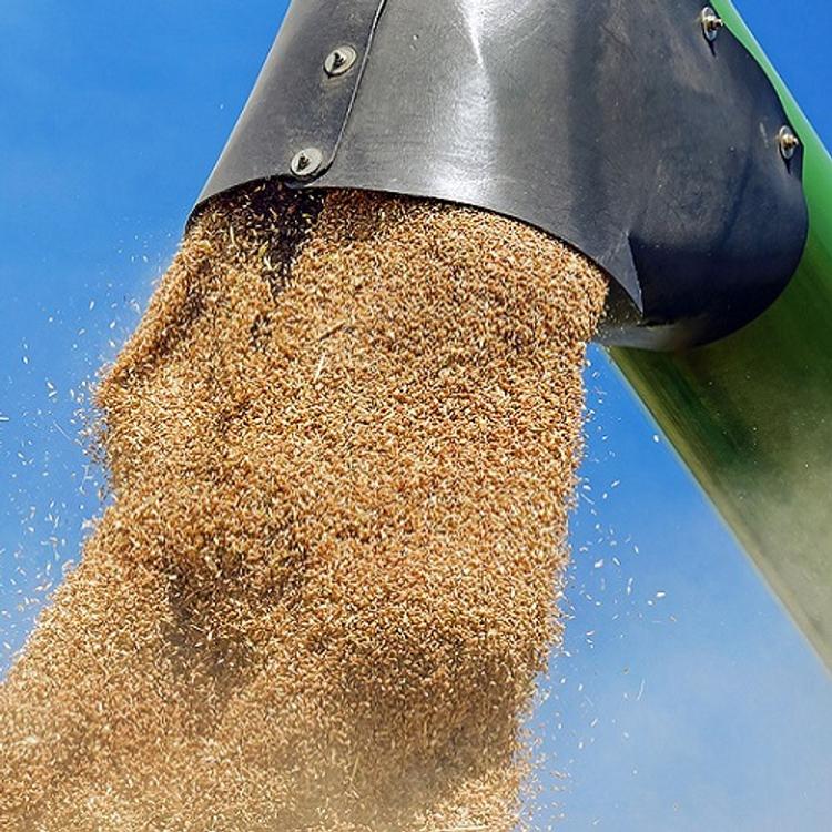 В России ожидается рекордный урожай зерновых, но аграрии опасаются банкротства