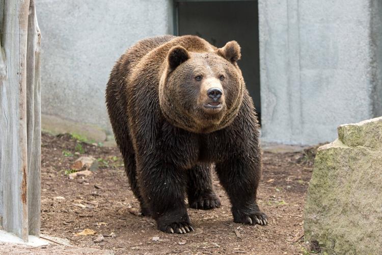 В Приморье медведь зашел на территорию детсада «Сказка»