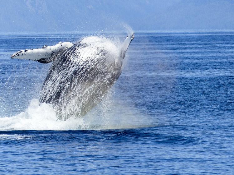 Горбатый кит выпрыгнул из воды в десятке метров от лодки с людьми (ВИДЕО)