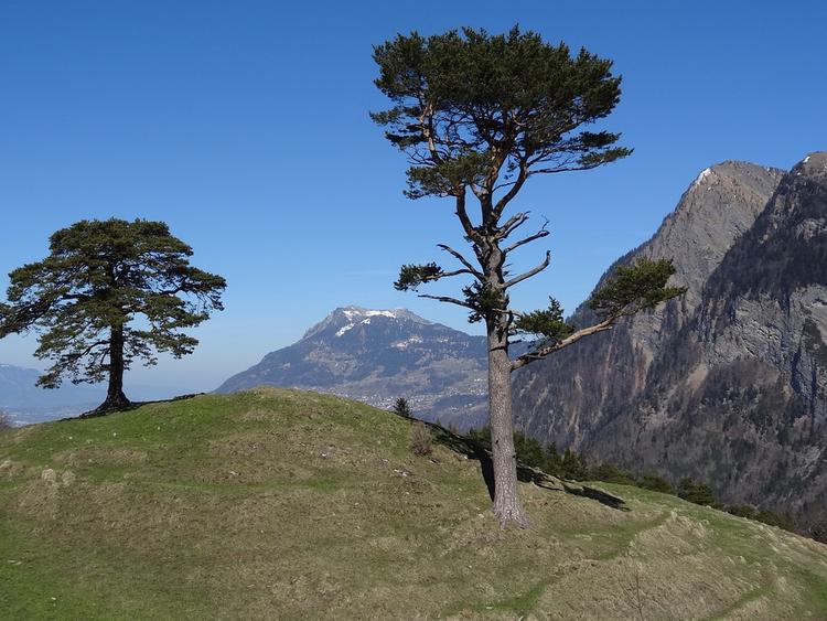 Обнаружено старейшее в Европе дерево