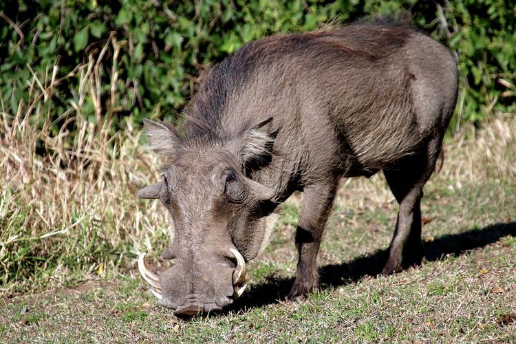 Во Владимирской области зафиксированы новые вспышки африканской чумы свиней