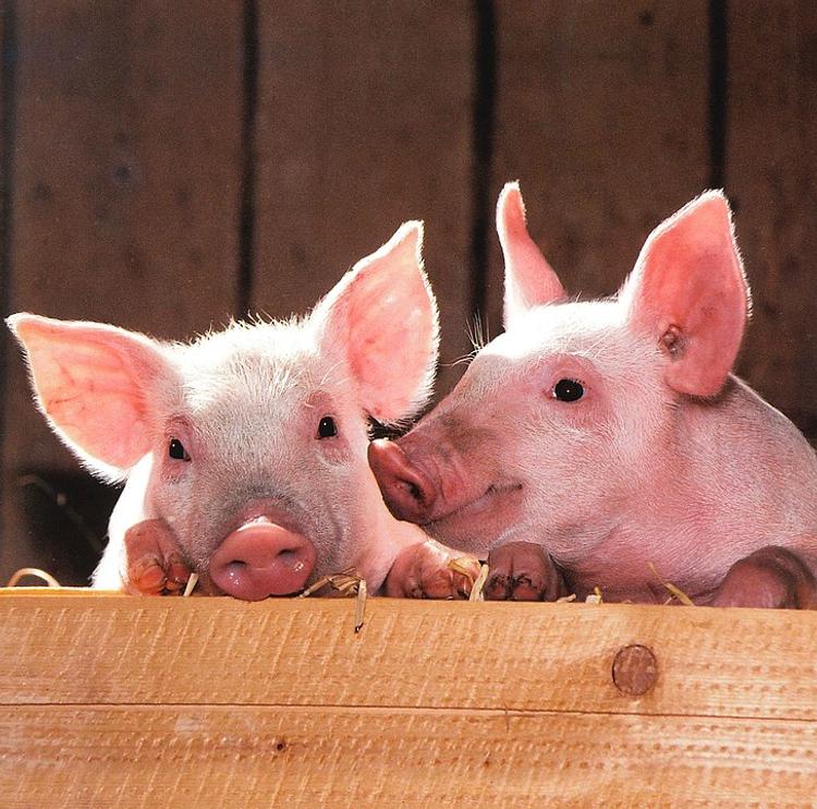 Видео получения мармелада из свиней возмутило пользователей интернета