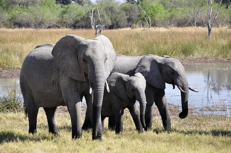 В Индии поезд насмерть сбил целую семью слонов