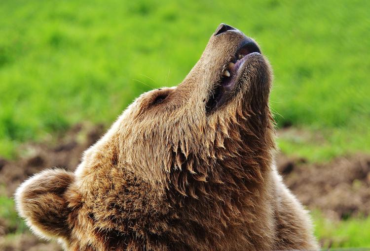В Кировской области на сборщика ягод напал медведь