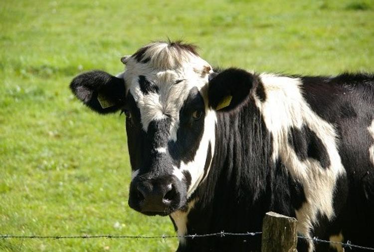 Кража века: в Новой Зеландии угнали сразу 500 коров