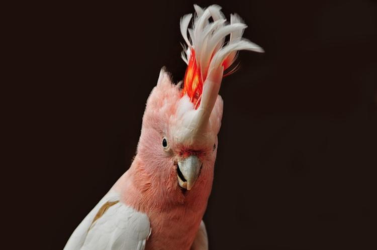 В возрасте 83 лет скончался самый старый в мире попугай