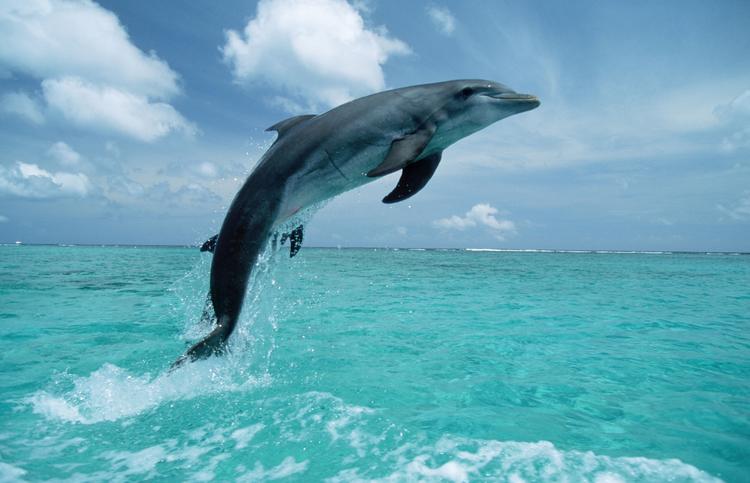 Найден дельфин, который научился дышать ртом