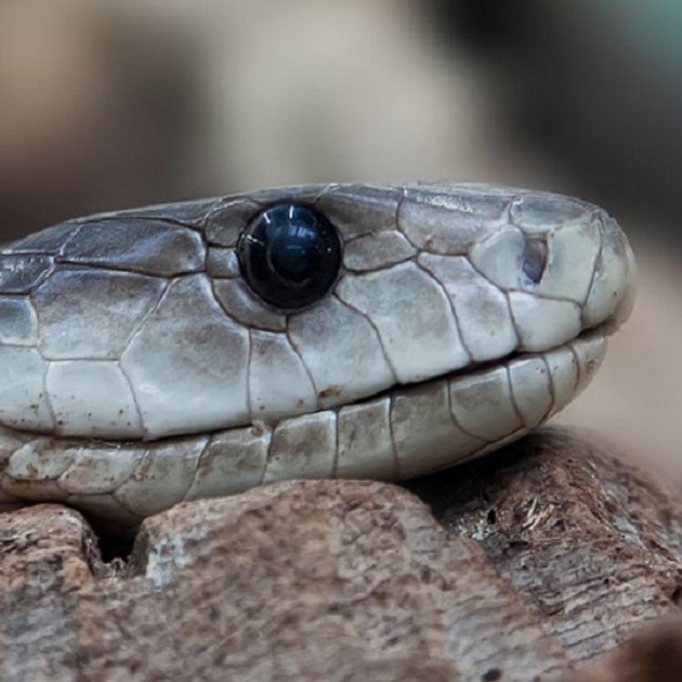 Ученые открыли вид змей-”привидений”